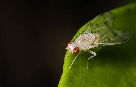 albino fly | my first albino bug! edit: ok, so he was probab… | Flickr