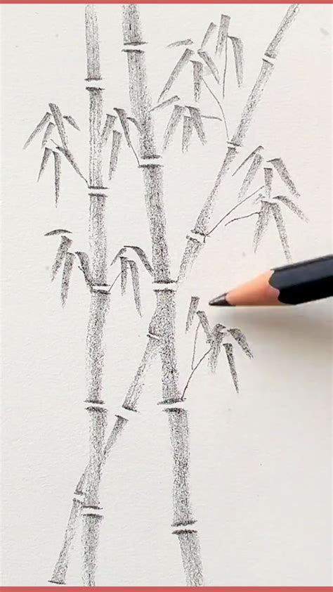 a pencil drawing a bamboo tree on paper