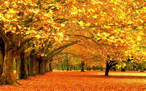 Fall Foliage Wallpapers For Desktop - Wallpaper Cave