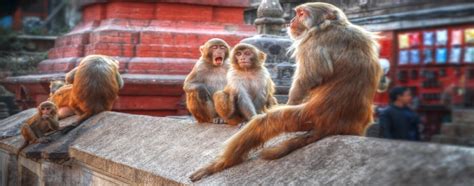 Indian Monkeys - Authentic India Tours