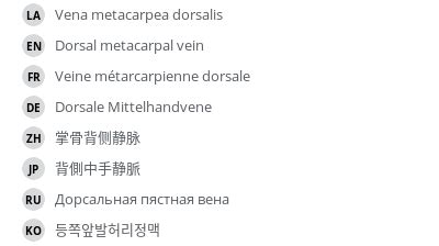 Dorsal metacarpal vein - vet-Anatomy - IMAIOS