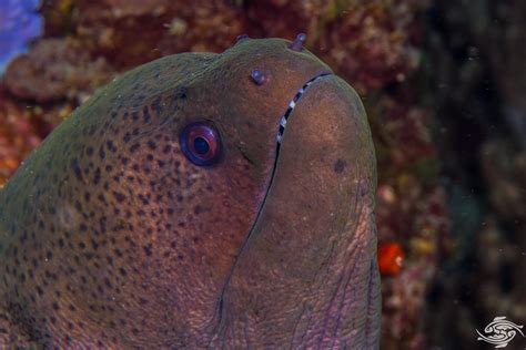 Giant Moray Eel-Facts and Photographs | Seaunseen