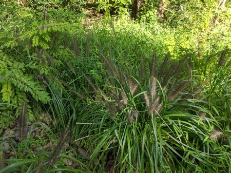 Pest Alert – Invasive Grasses | N.C. Cooperative Extension