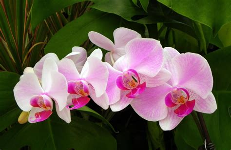 Pink orchids HD wallpaper | Wallpaper Flare