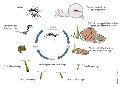 Life cycle of the Asian tiger mosquito – Biogents USA