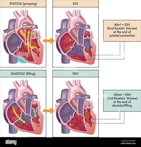 Cardiac Cycle Animation