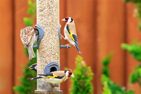 How to Make a Finch Feeder? - My Bird Garden