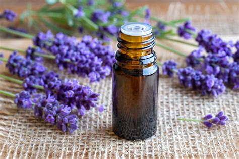 Lavender Essential Oil Benefits for Your Health - Dr. Pingel