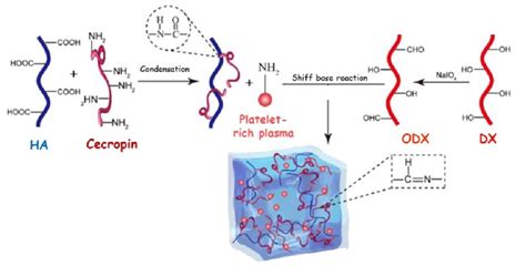 Schematic illustration of the synthesis of Hyaluronic acid ...