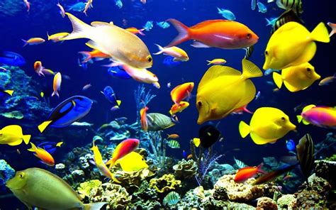 20 Aquarium Hd Wallpapers Pictures And Freshwater Aquarium Wallpapers ...