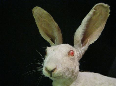 Bildresultat för albino rabbit | Albino animals, Albino, Rare albino ...