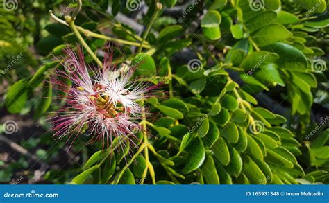 Beautiful Samanea Saman Flower with Pink Color Stock Photo - Image of ...