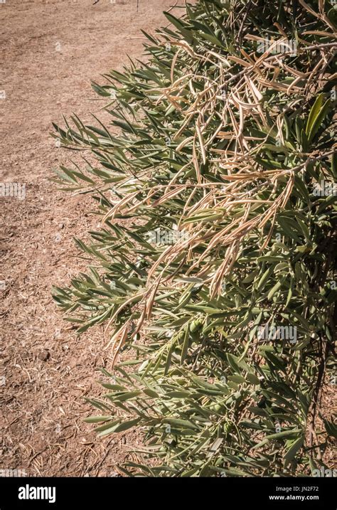 Olive trees infected by the dreaded bacteria called Xylella fastidiosa ...