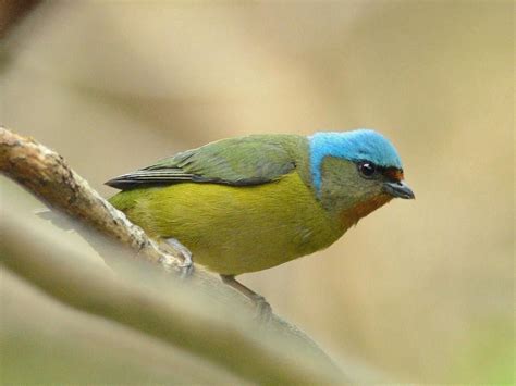 Elegant Euphonia or Blue-hooded Euphonia (Euphonia elegantissima) by ...