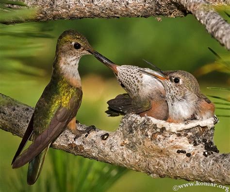 Baby Hummingbird Nest - COOL!