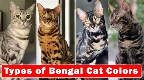 Bengal Cat Colors And Coat Patterns | ThatCatBlog