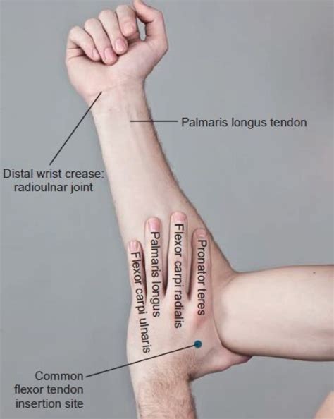 Forearm flexors | Anatomy and physiology, Physical therapy school ...