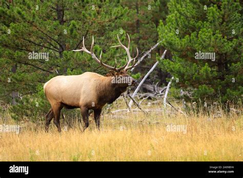 Bull elk bugling in Yellowstone National Park autumn meadow during the ...