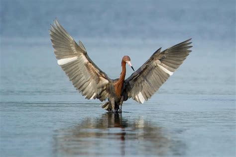 Egret Pictures - AZ Animals