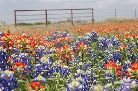 Texas Wildflowers | Wild flowers, Blooming flowers, Plants