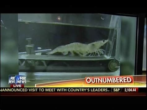 Fox Still Obsessed With National Science Foundation's Treadmill Shrimp ...