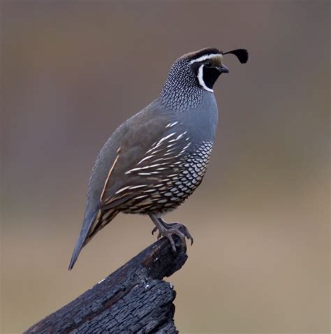 California Quail | San Diego Bird Spot