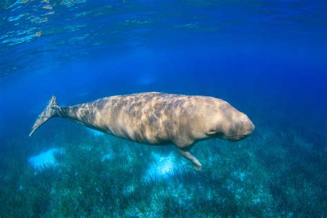 Dugong - Facts, Diet & Habitat Information