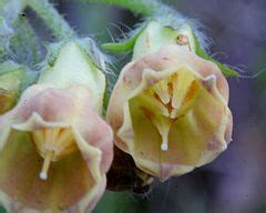 Category:Close-ups of Symphytum officinale flowers - Wikimedia Commons