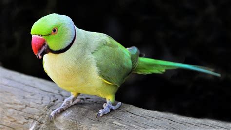 Bird farming in Pakistan | baten karne wala tota | birds farming ...