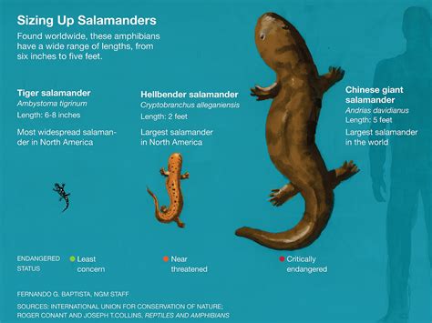 This Giant Salamander Isn't 200 Years Old, But It's Still Super Rare