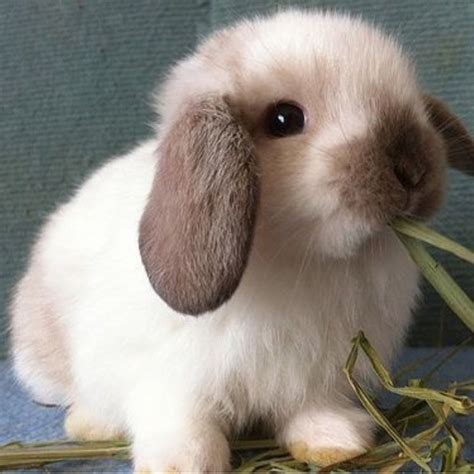 Meet the Holland Lop: A Cute and Compact Rabbit Breed