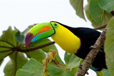 Keel-billed Toucan also known as the rainbow billed toucan because of ...