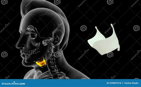 Location of Thyroid Cartilage in Human Stock Illustration ...