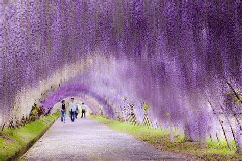 Japan's Wisteria Tunnels Are More Magical Than Its Cherry Blossoms ...