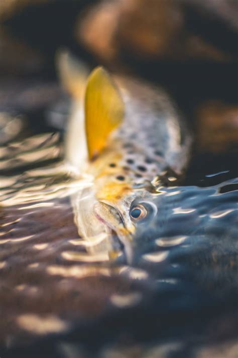 Fly Fishing Photography: 9 Tips to Take Better Photos | GearJunkie