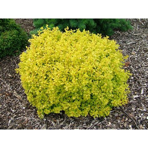 Online Orchards 1 Gal. Dwarf Golden Barberry Shrub with Exceptionally ...