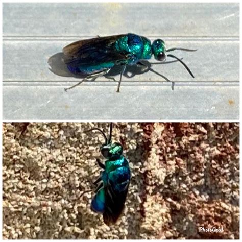 Never this seen before... Metallic blue/green flying insect. Anybody ...