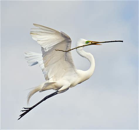 Egret with Nesting Material Photograph by Howard Knauer - Fine Art America