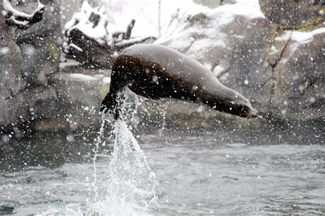 Animals | Sea lion playing in snow at the Smithsonian's Nati… | Flickr