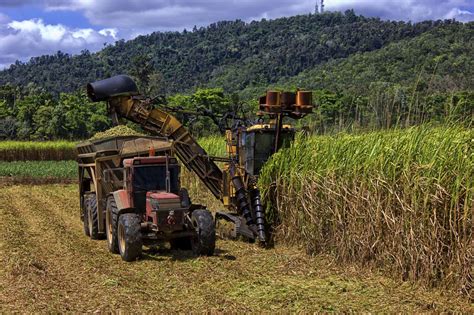 SUGAR CANE PRODUCTION IN ZAMBIA | Africa Agriculture Insight