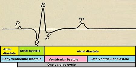 Diastole | Definition, Role & Diagnostic Values | Study.com