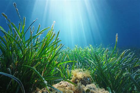 Underwater Noise Pollution Could Damage Crucial Ocean Plants | Discover ...