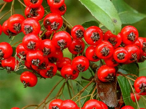 Berry Plant Free Stock Photo - Public Domain Pictures