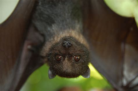 13 Awesome Facts About Bats | U.S. Department of the Interior