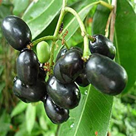 Subhadra Java Plum Plant Price in India - Buy Subhadra Java Plum Plant ...