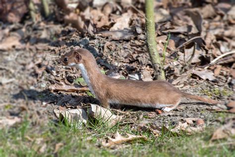 Weasel facts and control tips - Predator Free NZ Trust