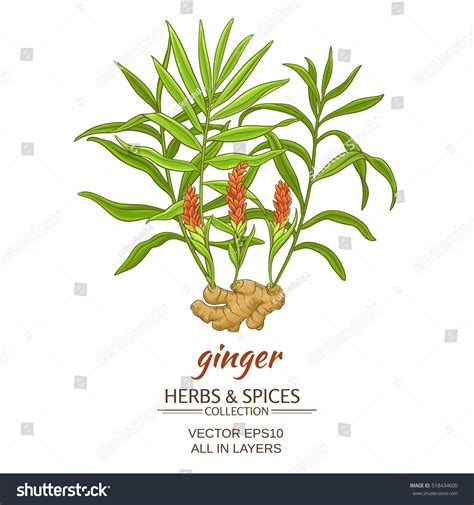 17,831 Ginger Plant Illustration Images, Stock Photos & Vectors ...