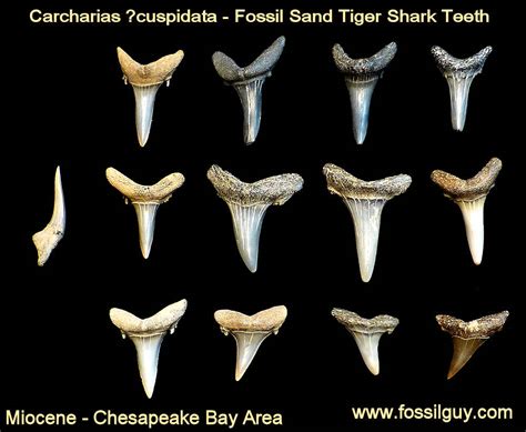 Fossil Shark Tooth Identification for Calvert Cliffs of Maryland ...