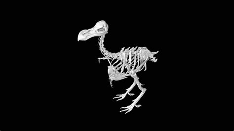 Dodo bird skeleton 3d model Low Poly AR 3D Model - Team 3d Yard