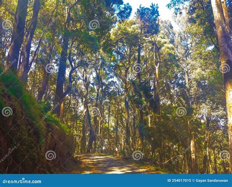 The Most Beautiful Road in Sri Lanka- Ohiya To Horton Plains Road Stock ...